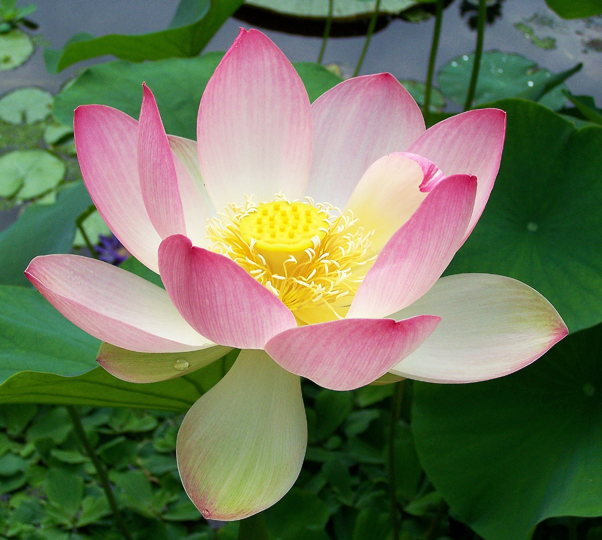 Nelumbo nucifera